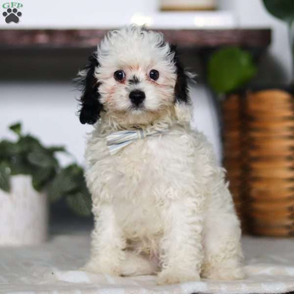 Jordan, Cavapoo Puppy